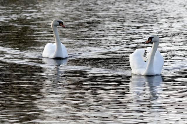 A couple of swans in Lurgan Park