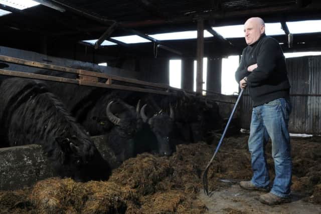 Mickey O'Brien watches as his herd of buffalo feed on fresh silage. INMM0815-328