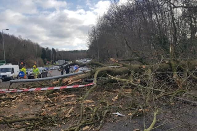 Storm Erik brings down a tree on Milltown Road, Belfast.