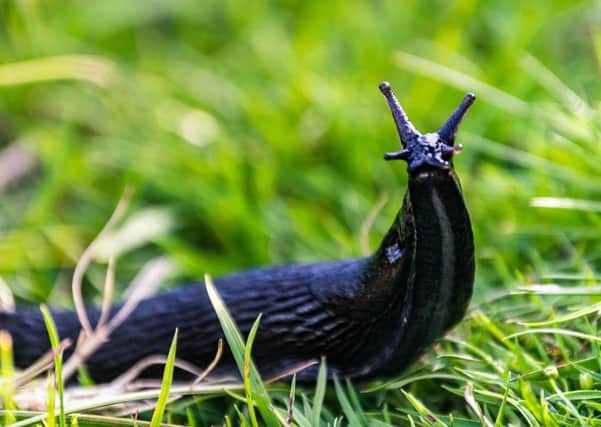 A black slug. Picture credit: Thinkstock/PA.