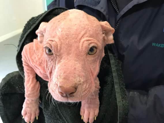 Winky the puppy, one of three dogs who were left in a shelter by an unidentified man dressed in a hoodie and tracksuit. The puppies all have mange that leaves them with very little hair