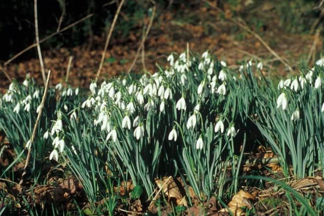 The Woodland Trust's Nature's Calendar recorded snowdrops in flower in Co Down in late December.