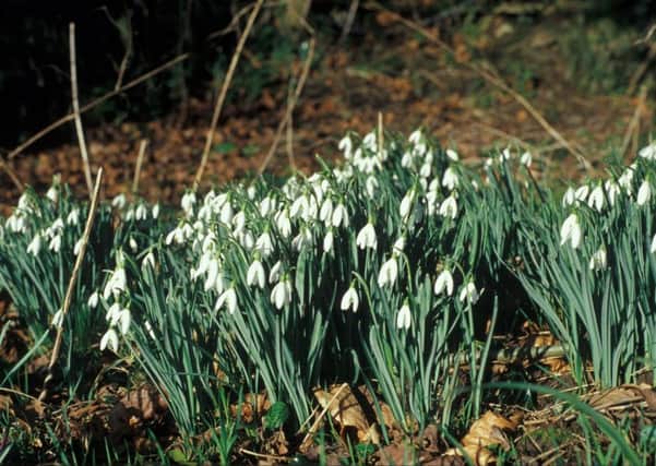 The Woodland Trust's Nature's Calendar recorded snowdrops in flower in Co Down in late December.