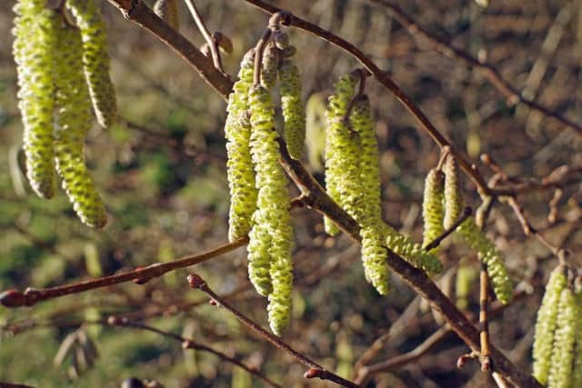 Hazel was in flower in Co Antrim by the start of February, according to the Woodland Trust.
