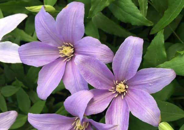 Clematis 'Sugar Sweet Blue'.
Picture credit : Thorncroft Clematis/PA.