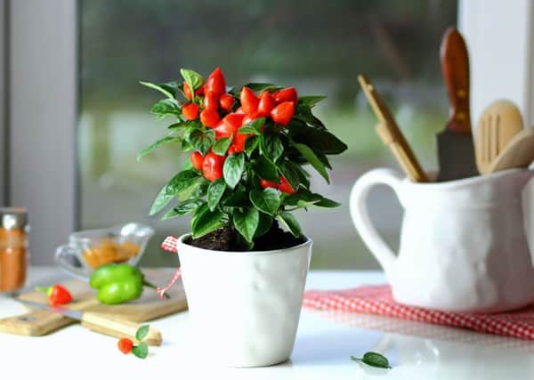 A chilli plant in a kitchen. Picture credit:: PA Photo/thinkstockphotos.