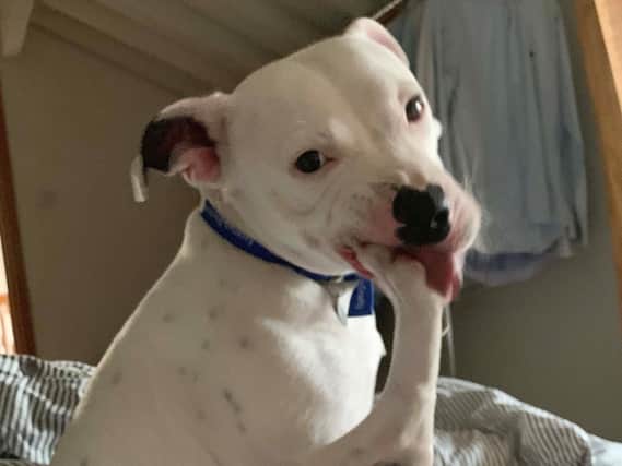 Undated handout photo issued by the RSPCA of Staffordshire bull terrier Snoop, settling into his new home in Herefordshire after he was dumped with his dog bed from a car on a street in Stoke-on-Trent
