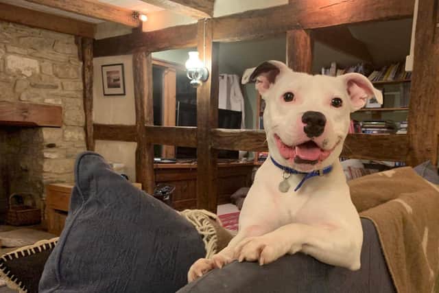 Undated handout photo issued by the RSPCA of Staffordshire bull terrier Snoop, settling into his new home