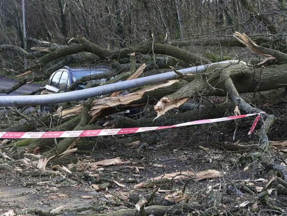 A tree falls on top of a car during Storm Erik in Belfast in January. (Photo: Presseye)