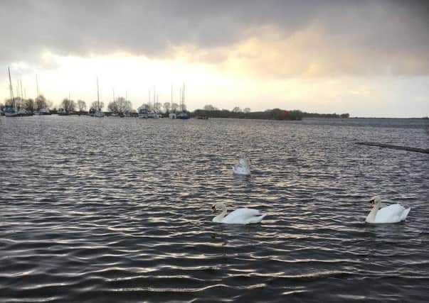 Swans on Lough Neagh