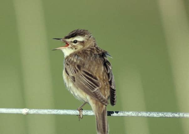 A sedge warbler singing. Pic Credit: Chris Gomersall (rspb-images.com)