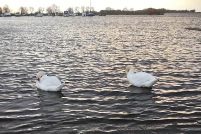 Swans on Lough Neagh