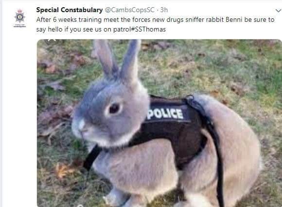 A drug sniffing rabbit called Beni.