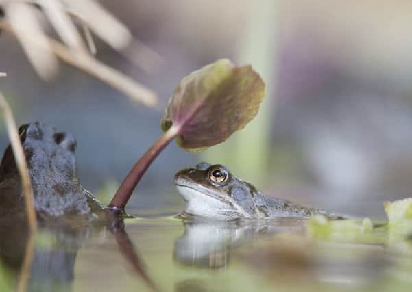 Common frog (Rana temporaria) in garden pond in spring.Pic credit: Mark Hamblin2020VISION