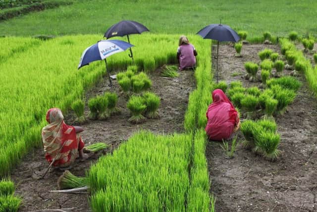 Women at work in a rice field in Bangladesh