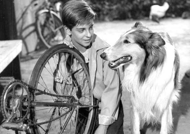 From 1956 Lassie episode. Lassie watches Jeff (played by Tommy Rettig) working at his bicycle