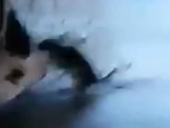 A screen shot taken from the video just moments before the rat ran up the leg of one diner.