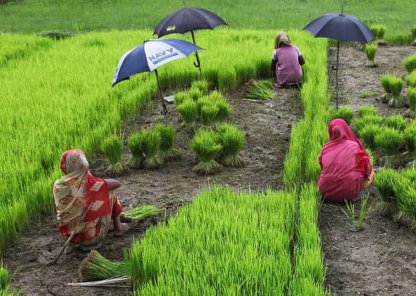 Bangladeshi women at work in a rice field during harvest