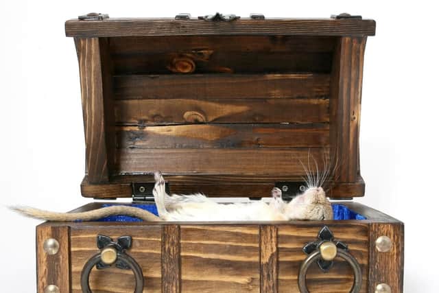 The rat was killed in full view of customers - this is a library image.
