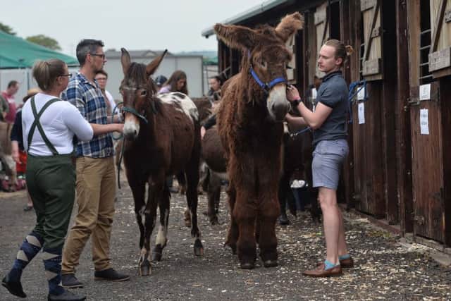 Behind the scenes as donkeys are prepared for show