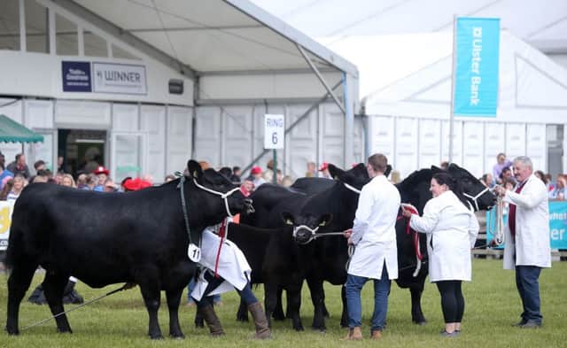 Press Eye - Belfast - Northern Ireland - 17th May 2019

Day three of the Balmoral Show in partnership with Ulster Bank at Balmoral Park outside Lisburn.  Cattle showing at the show. 

Picture by Jonathan Porter/PressEye