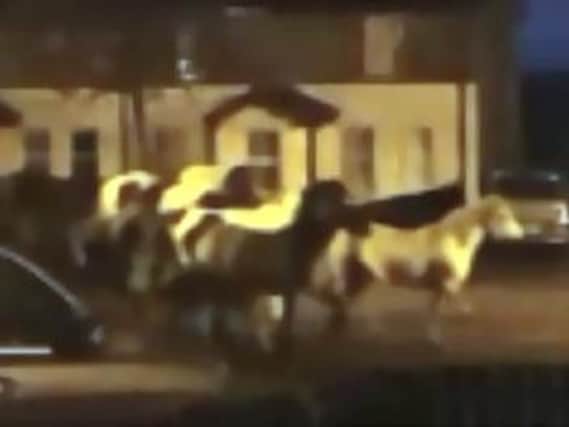 An image taken from the video that shows a team of horses making their way through a housing estate in Londonderry. (Photo courtesy of @shimboi/Twitter)