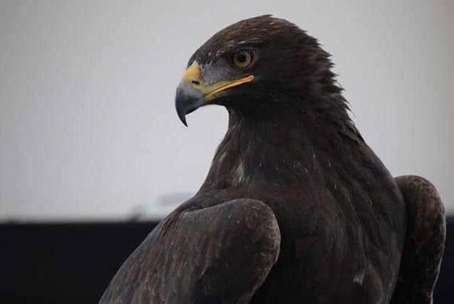 Griff is a 10-year-old golden eagle. Pic: World of Owls