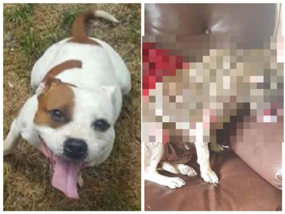 The two images shared by Doggy 911 Rescue South Down.