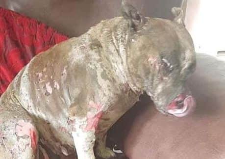 The image shared by Doggy 911 Rescue South Down of the dog after the attack. The family pet was put to sleep a while after this photo was taken.