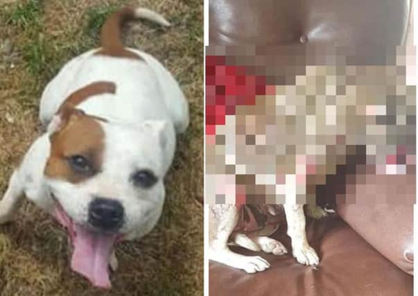 The two images of the dog that was attacked, shared by Doggy 911 Rescue South Down