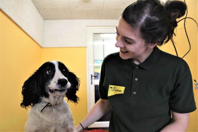 Abandoned - spaniel, Grace who  is now in the care of Dogs Trust and waiting for a new  home.