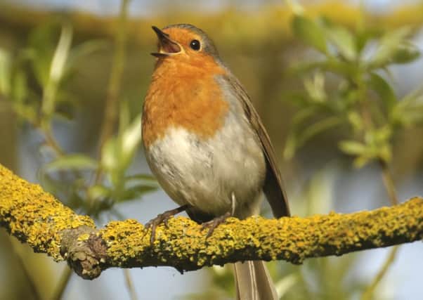 Recordings of robins singing were used in the experiment to stimulate responses from nearby birds