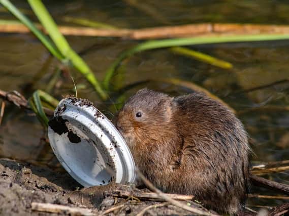 Handout photo issued by Greenpeace of a water vole with a plastic drinks lid in the river Derwent, Derbyshire. Pic: Alex Hyde/Greenpeace/PA Wire