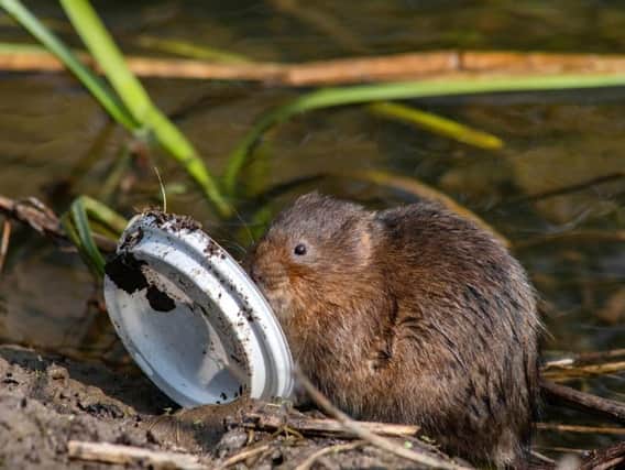 Photo issued by Greenpeace of a water vole with a plastic drinks lid in the river Derwent, Derbyshire. Pic: Alex Hyde/Greenpeace/PA Wire