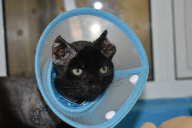Inky is on a long road to recovery.
Pic credit: cats-protection