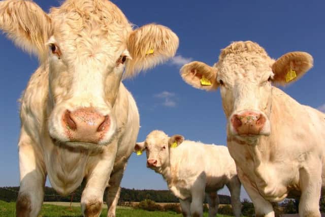 Northern Ireland beef farmers would be negatively impacted by a 'No Deal' Brexit claims the report published by the Northern Ireland Civil Service.