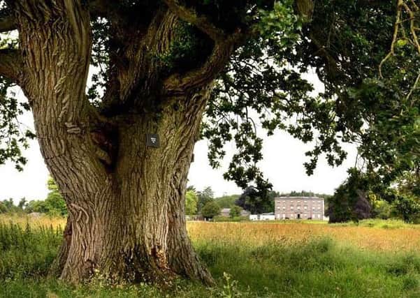 The 500-year-old Mighty Battle Oak in the grounds of the Battle of the Boyne visitor centre