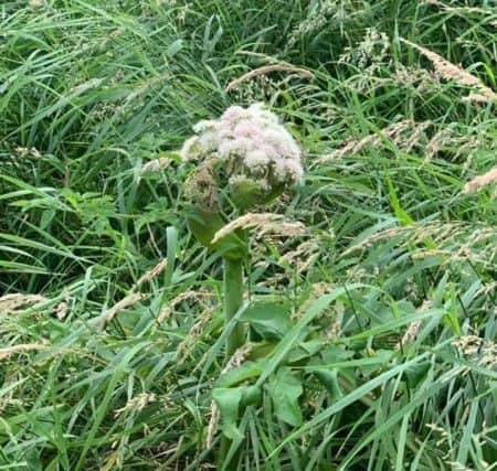 What appears to be Giant Hogweed which can be potentially dangerous