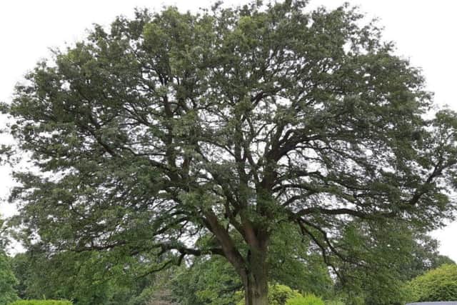 The Big Oak