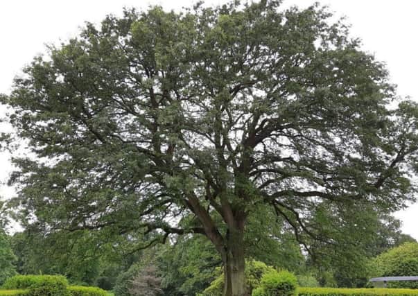 The Big Oak