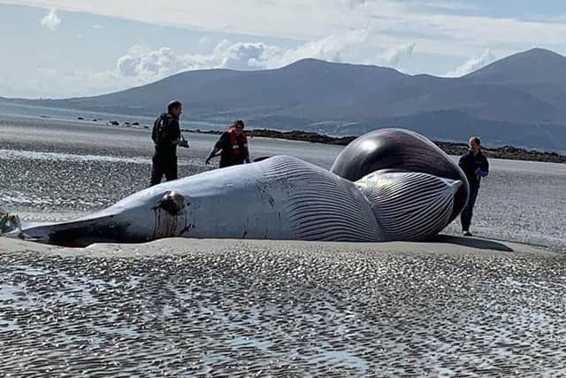 The Minke whale washed up on Tyrella beach - picture taken by Newcastle Coastguard