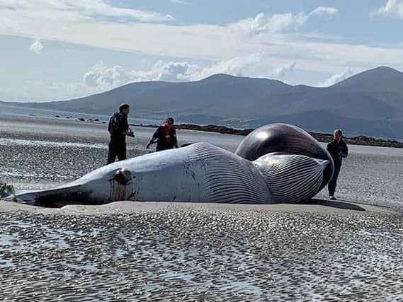 The Minke whale washed up on Tyrella beach - picture taken by Newcastle Coastguard
