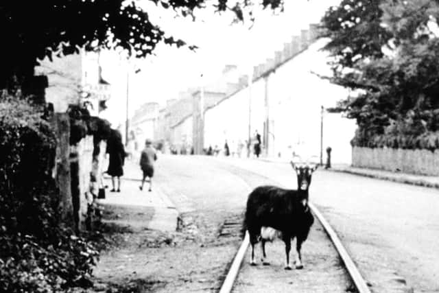 Maggie Coulters goat regularly held up the Clogher Valley train in Fivemiletown