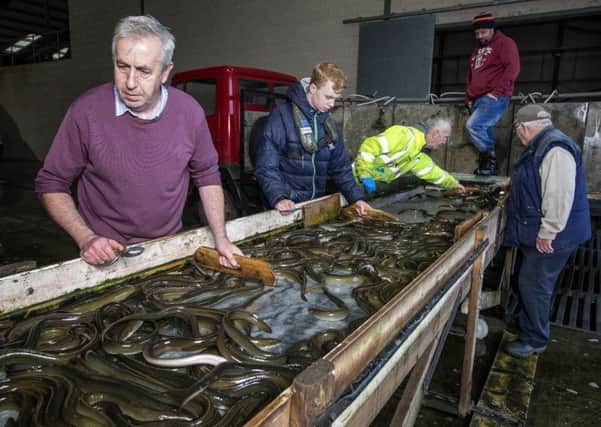 Sorting and grading eels at the Fishermen's Co-op.
