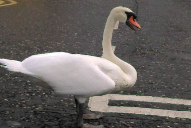Swan Lorenzo