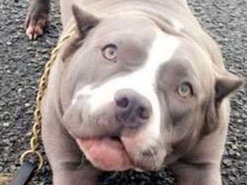 American Pocket Bulldog, Violet.