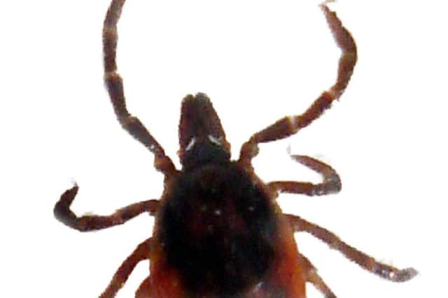 A tick that causes Lyme disease
