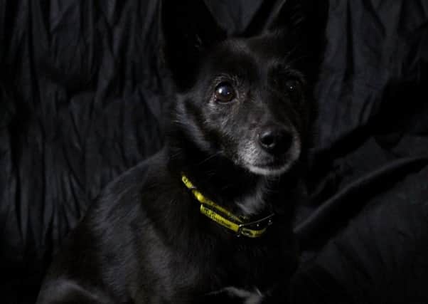 Dogs Trust Ballymena are celebrating their canine residents with black coats.... Here's Poppy!