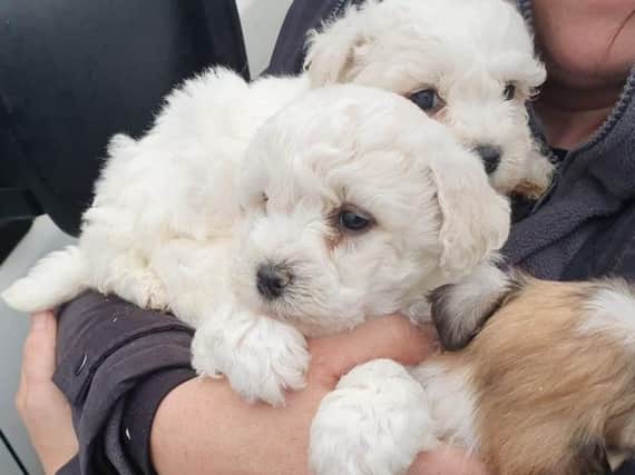 Puppies rescued by police in Mid Ulster following a proactive operation in the Coalisland area