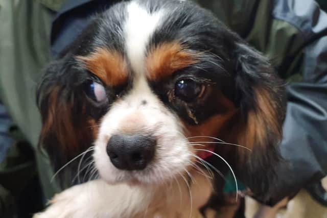 A King Charles Cavalier rescued by police in Mid Ulster